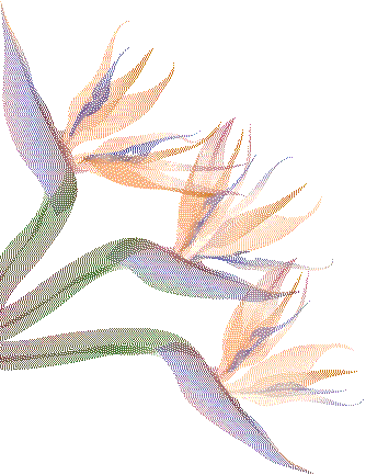 bird of paradise flower